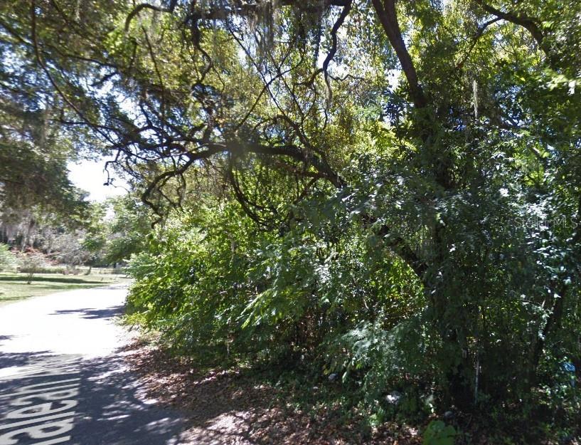 a view of a yard with plants and trees