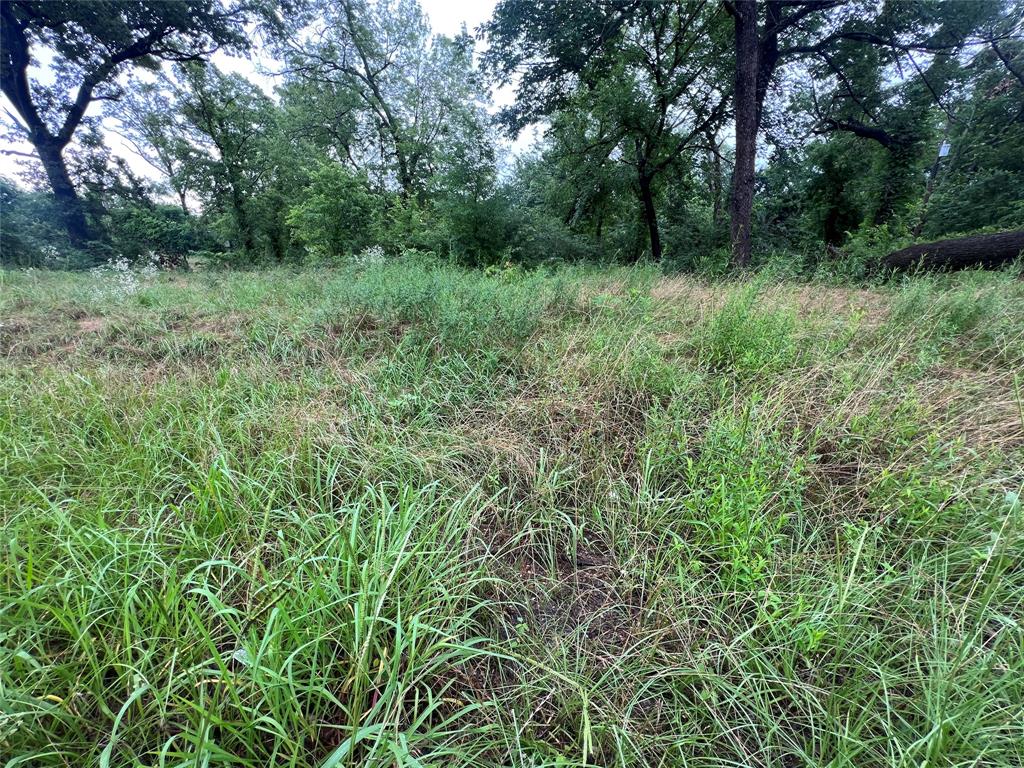 a view of a lush green forest