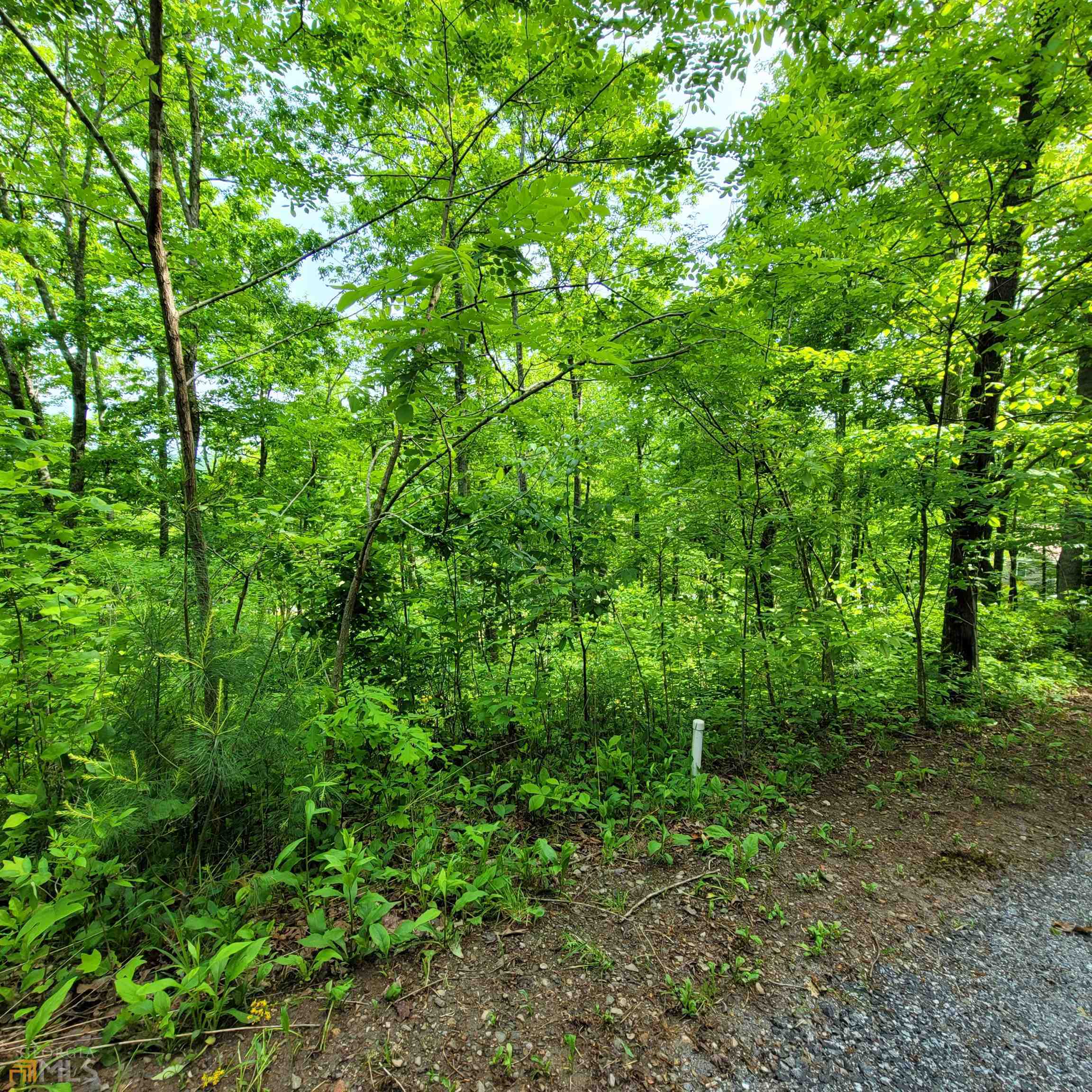 a view of a lush green forest