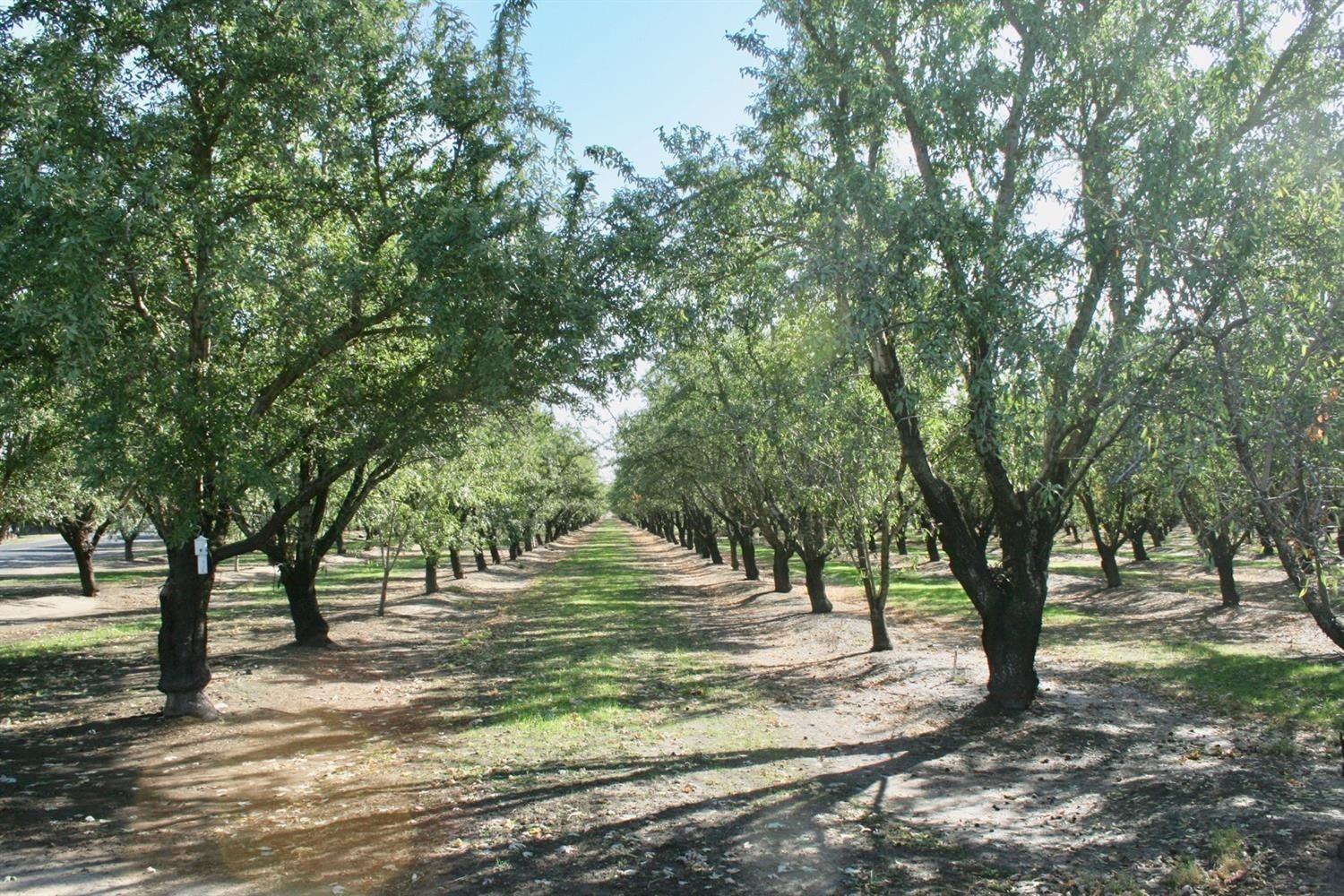 a view of a trees with yard