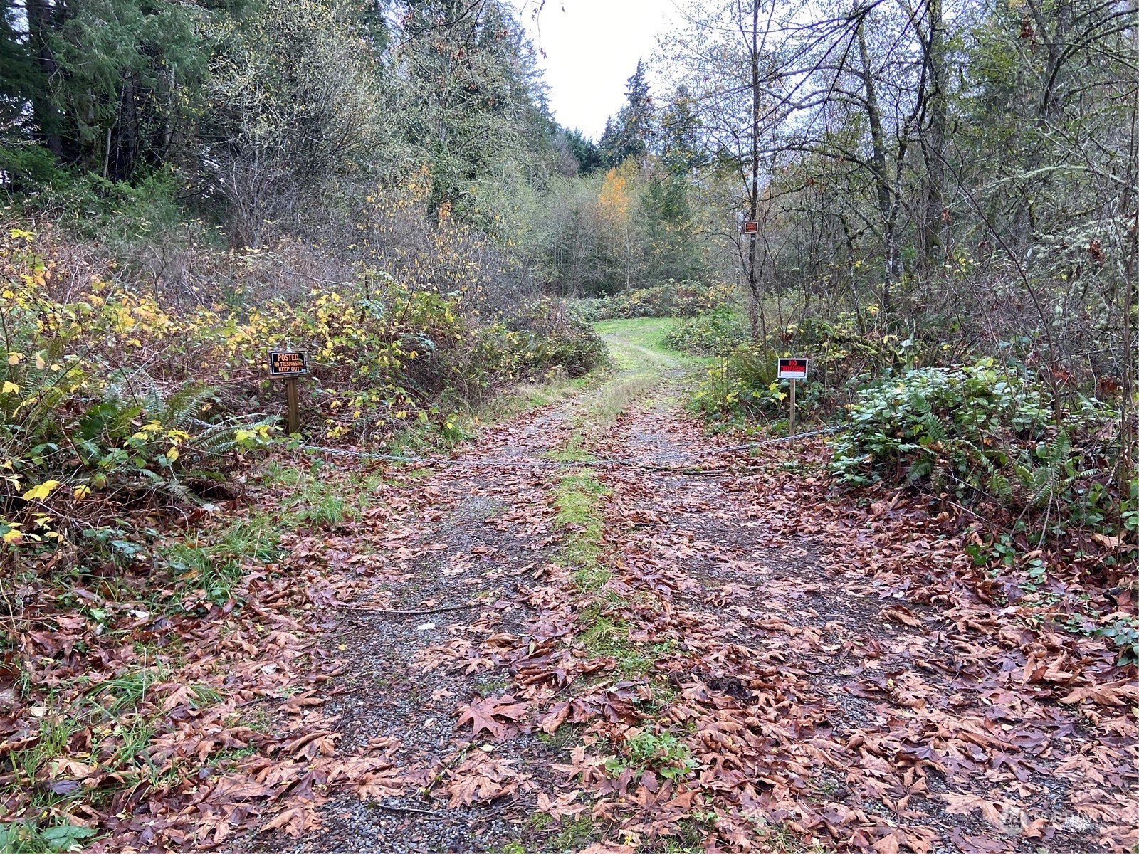 a view of forest