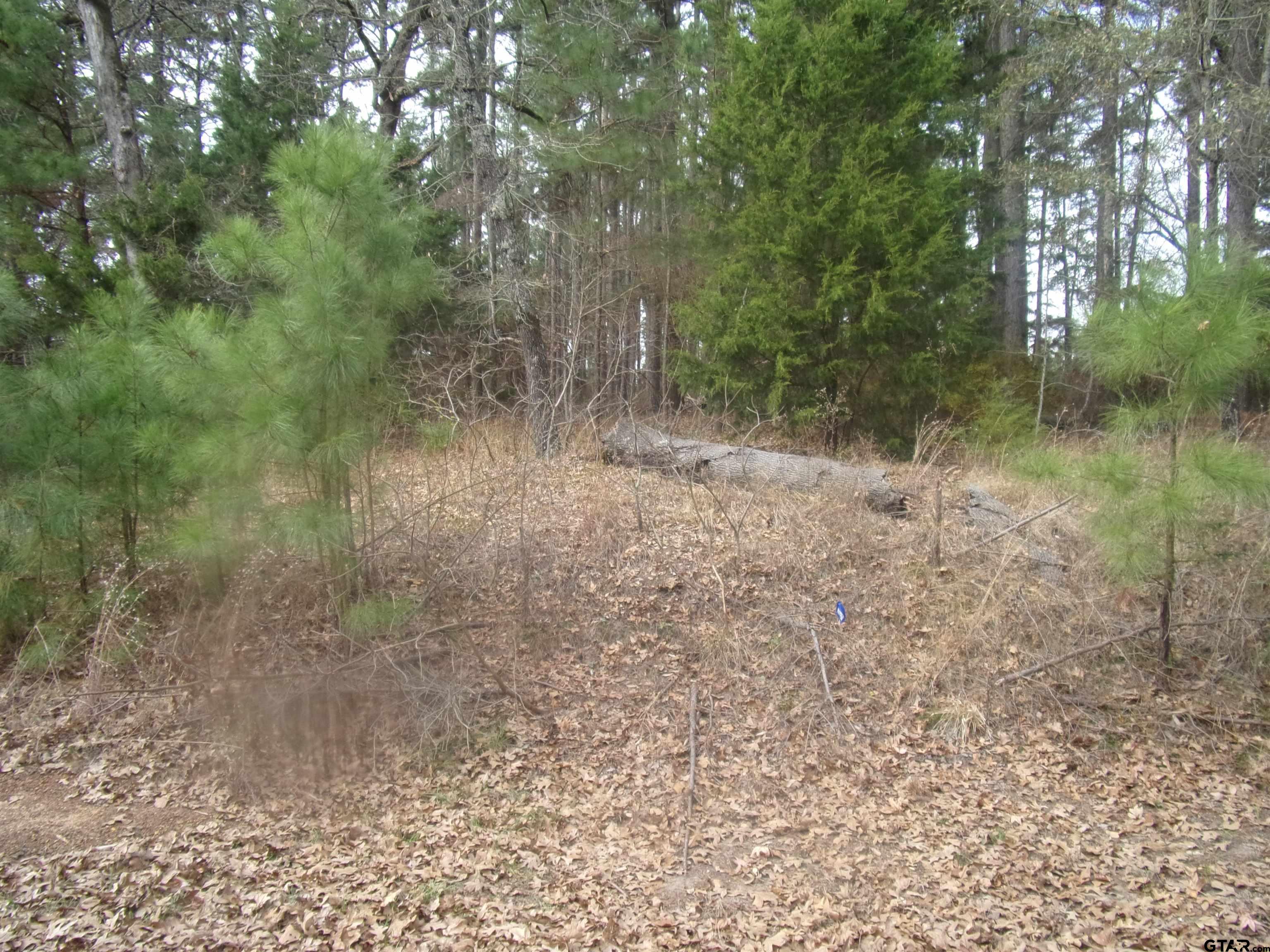 a view of a yard with trees in the background