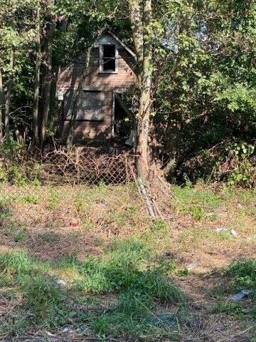 a close up of a tree in a yard