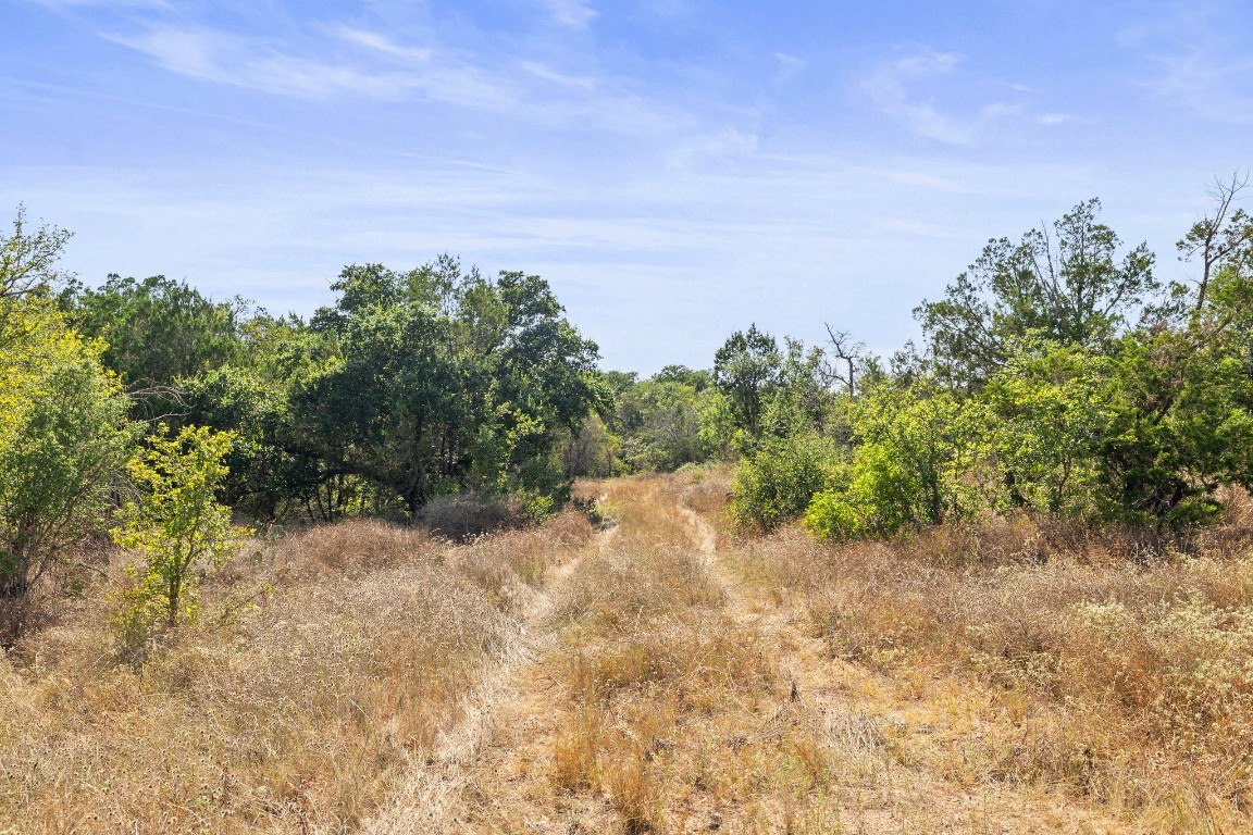 a view of a yard with a tree