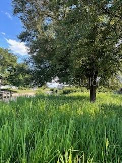 a lush green forest with lots of trees