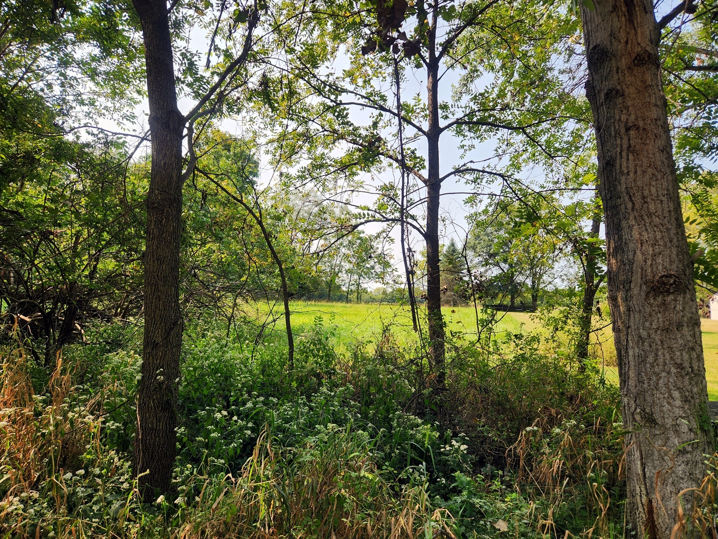 a view of a trees in a yard