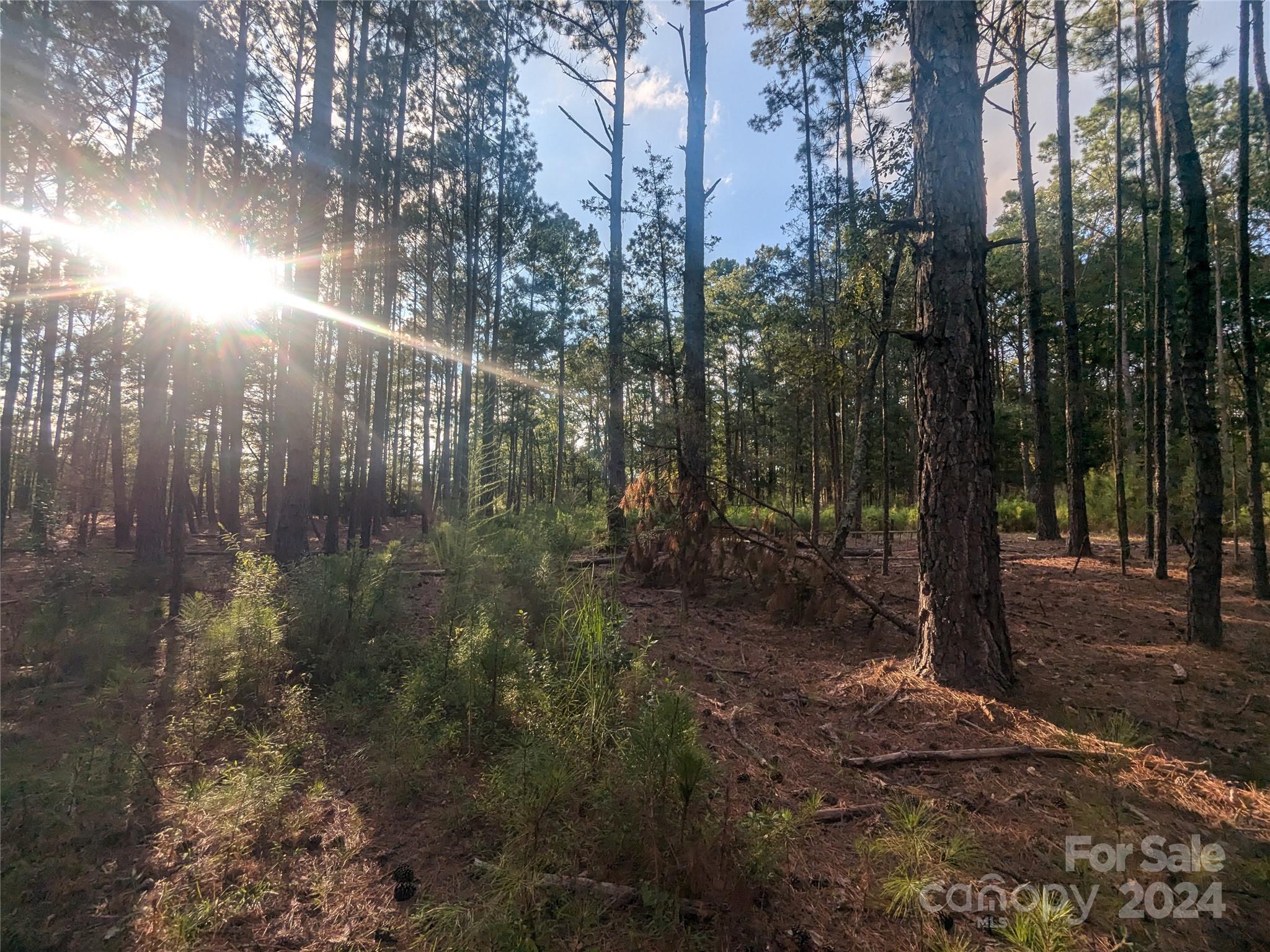 a view of a forest with trees