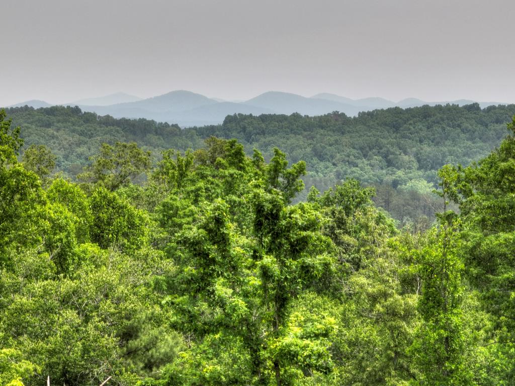 a view of a lush green forest with mountains in the background