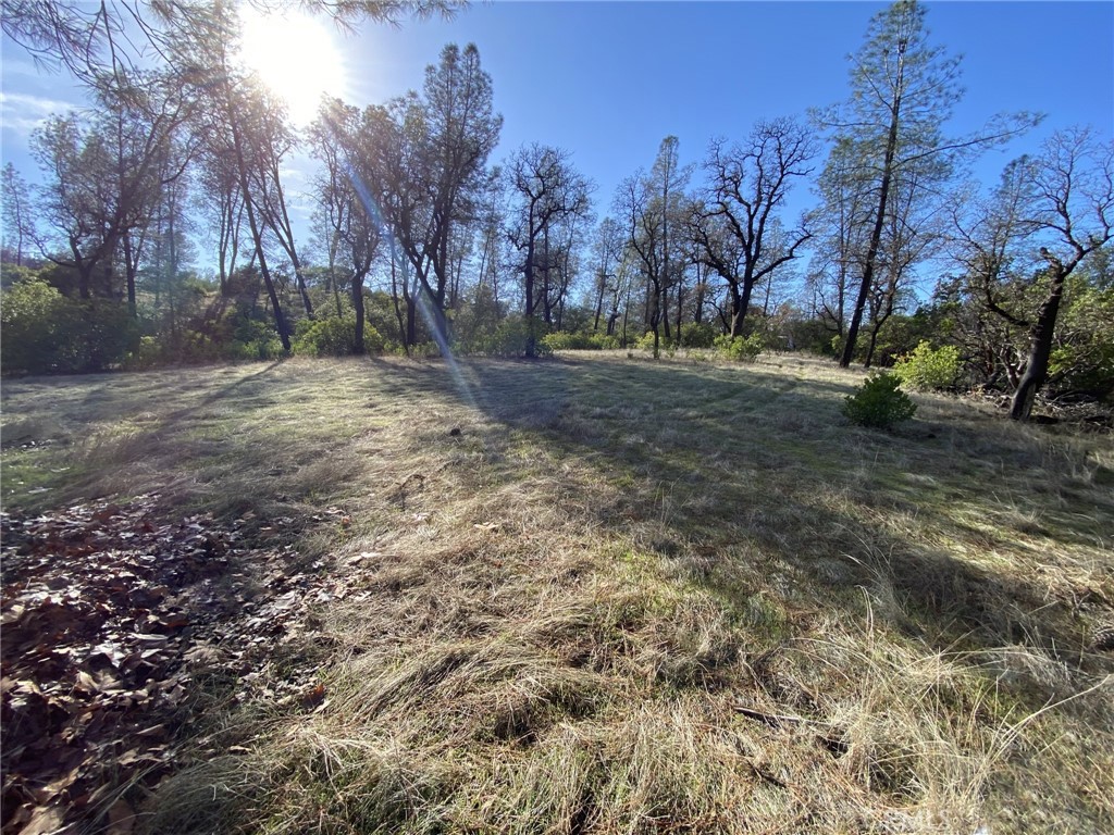 a view of dirt yard with a large tree