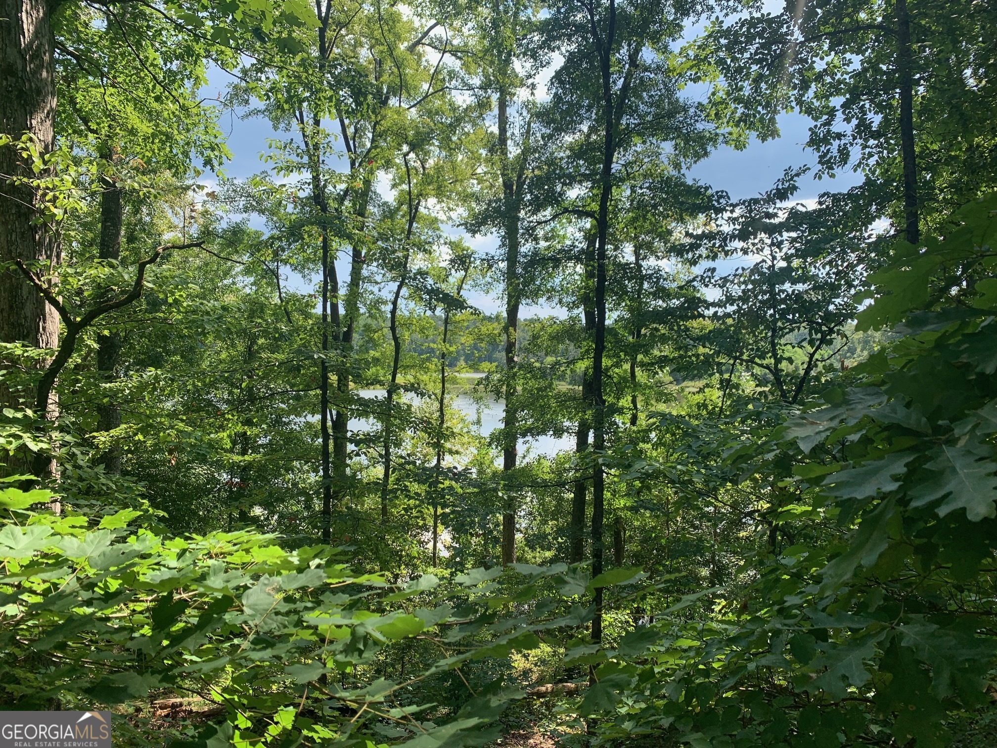 a view of a lush green forest