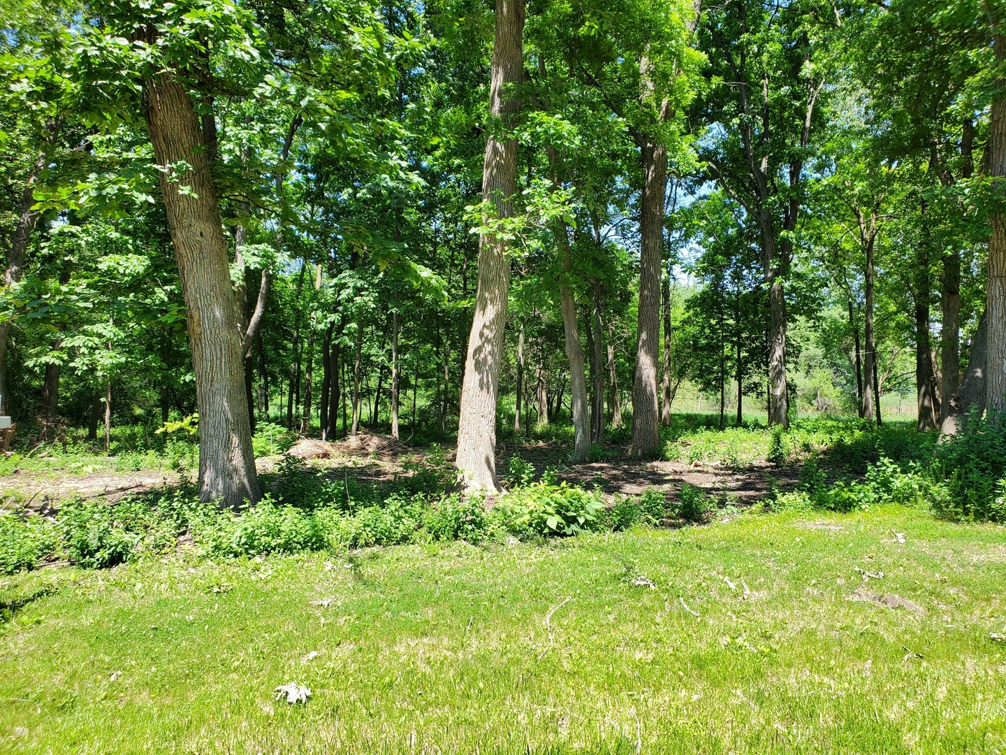 a garden with lots of trees