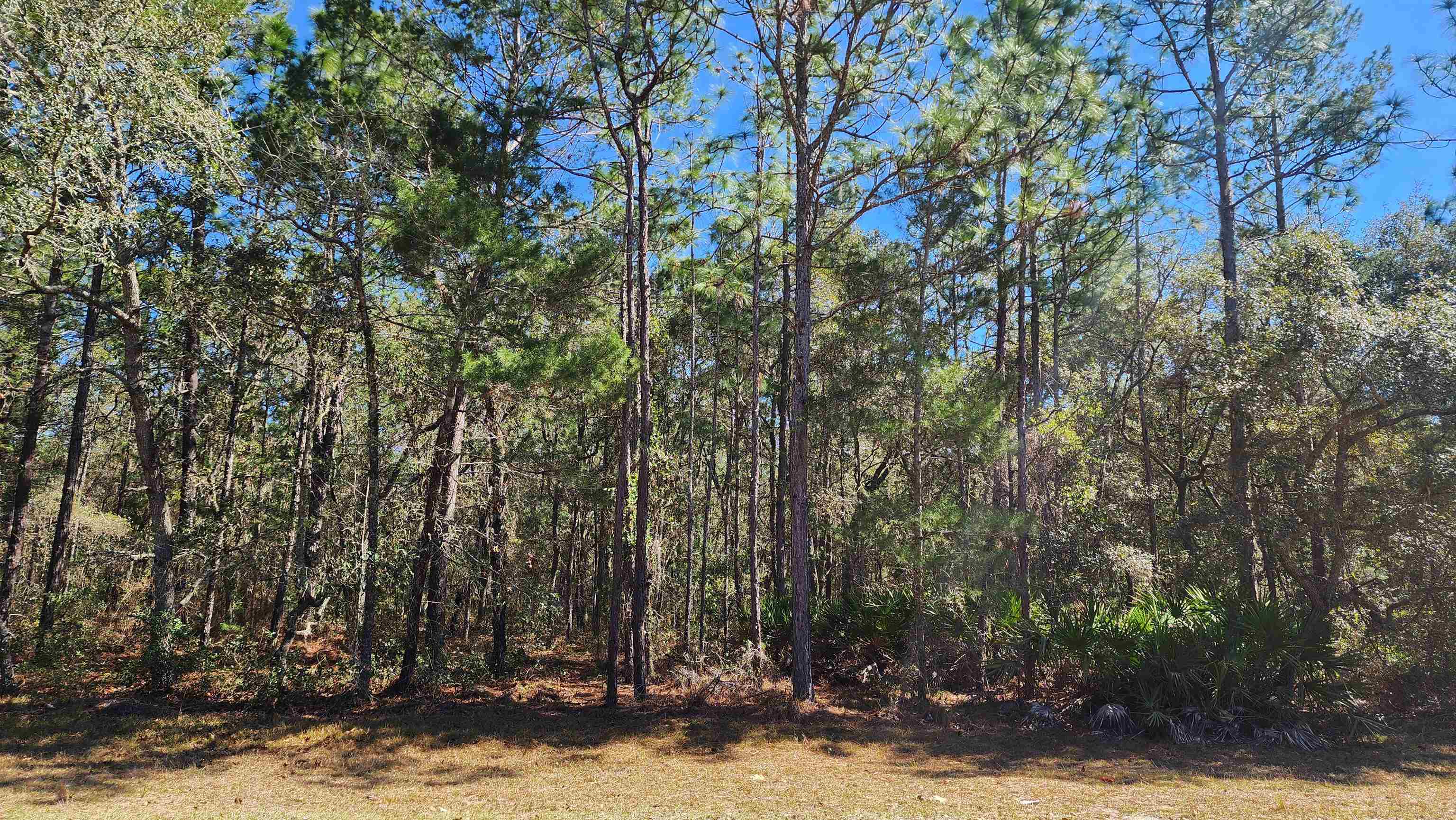 a view of a backyard with large trees