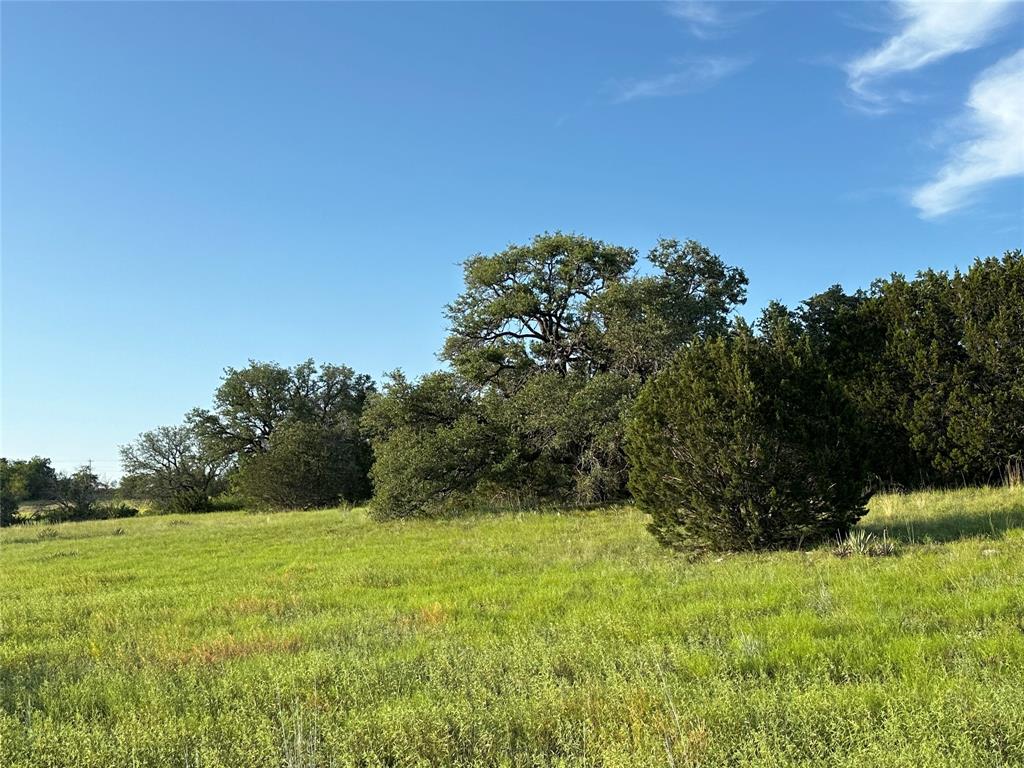 a view of a yard with a tree