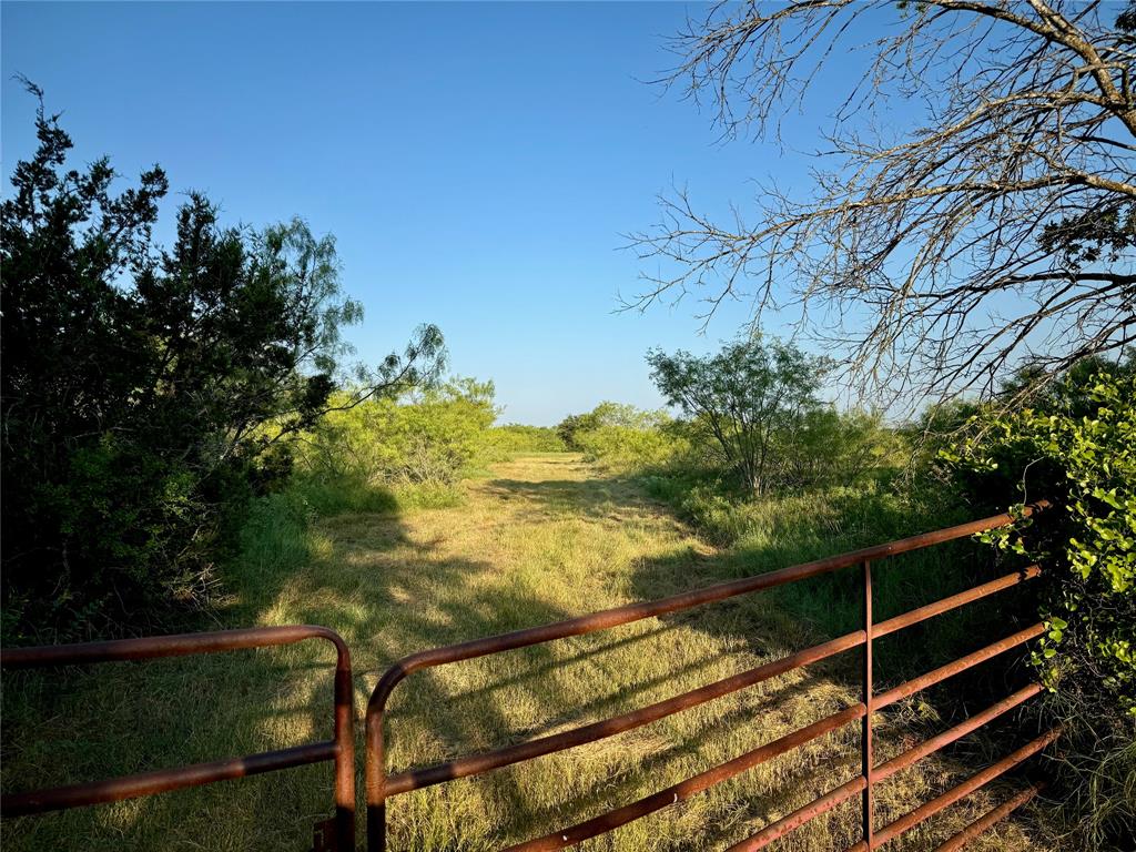 a view of a yard