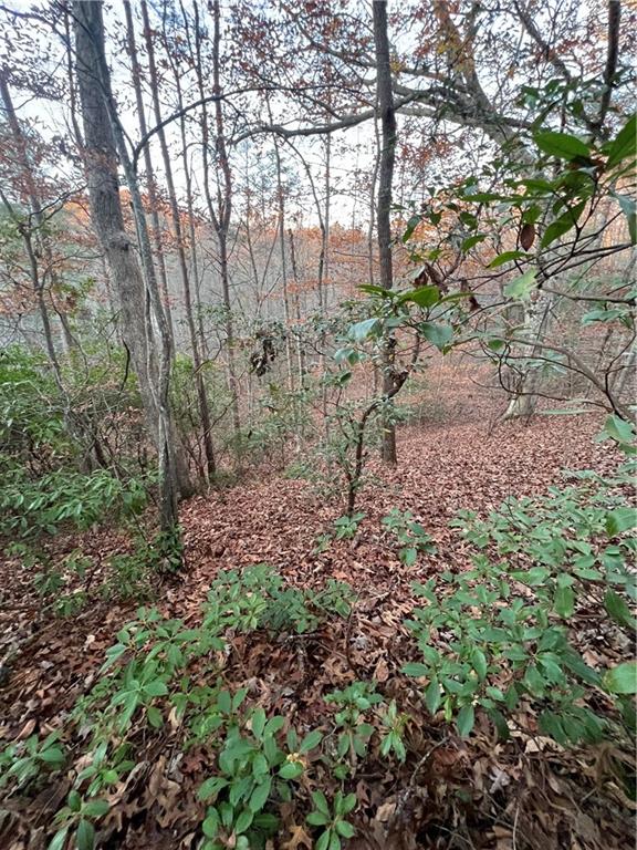 a view of a forest with lots of trees