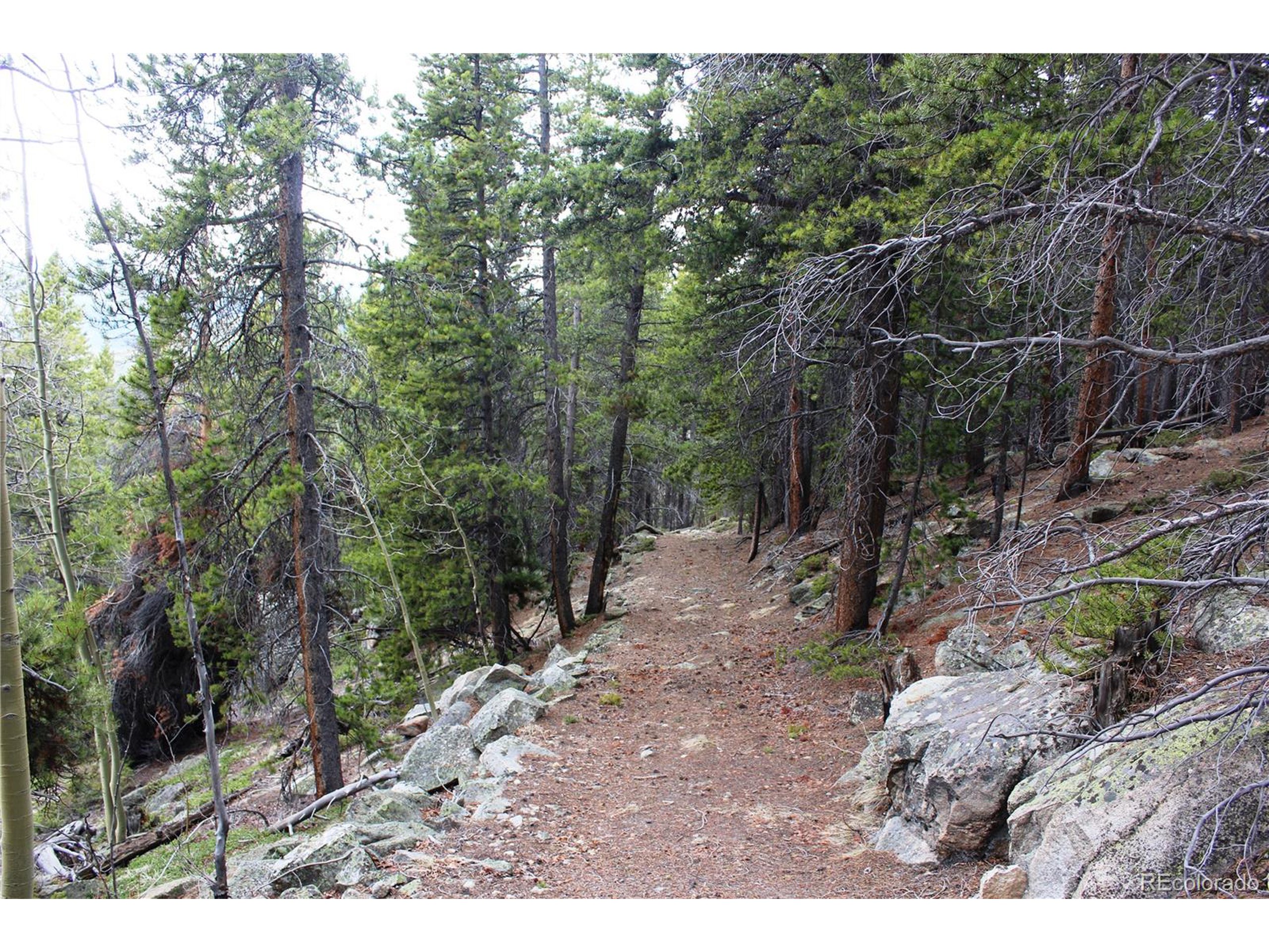 a view of a forest with trees in the background