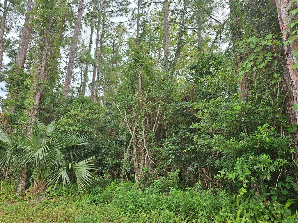 a view of a lush green forest