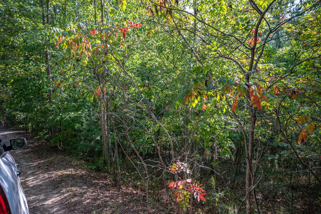 a view of a pathway with a tree