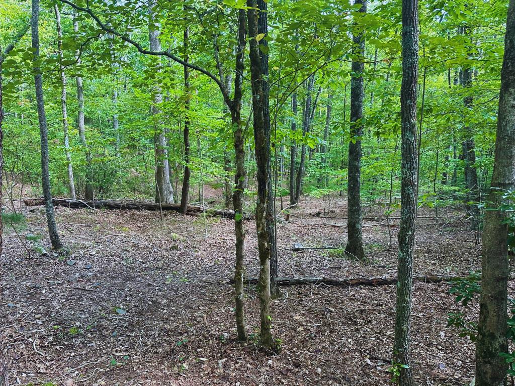 a view of a forest that has large trees