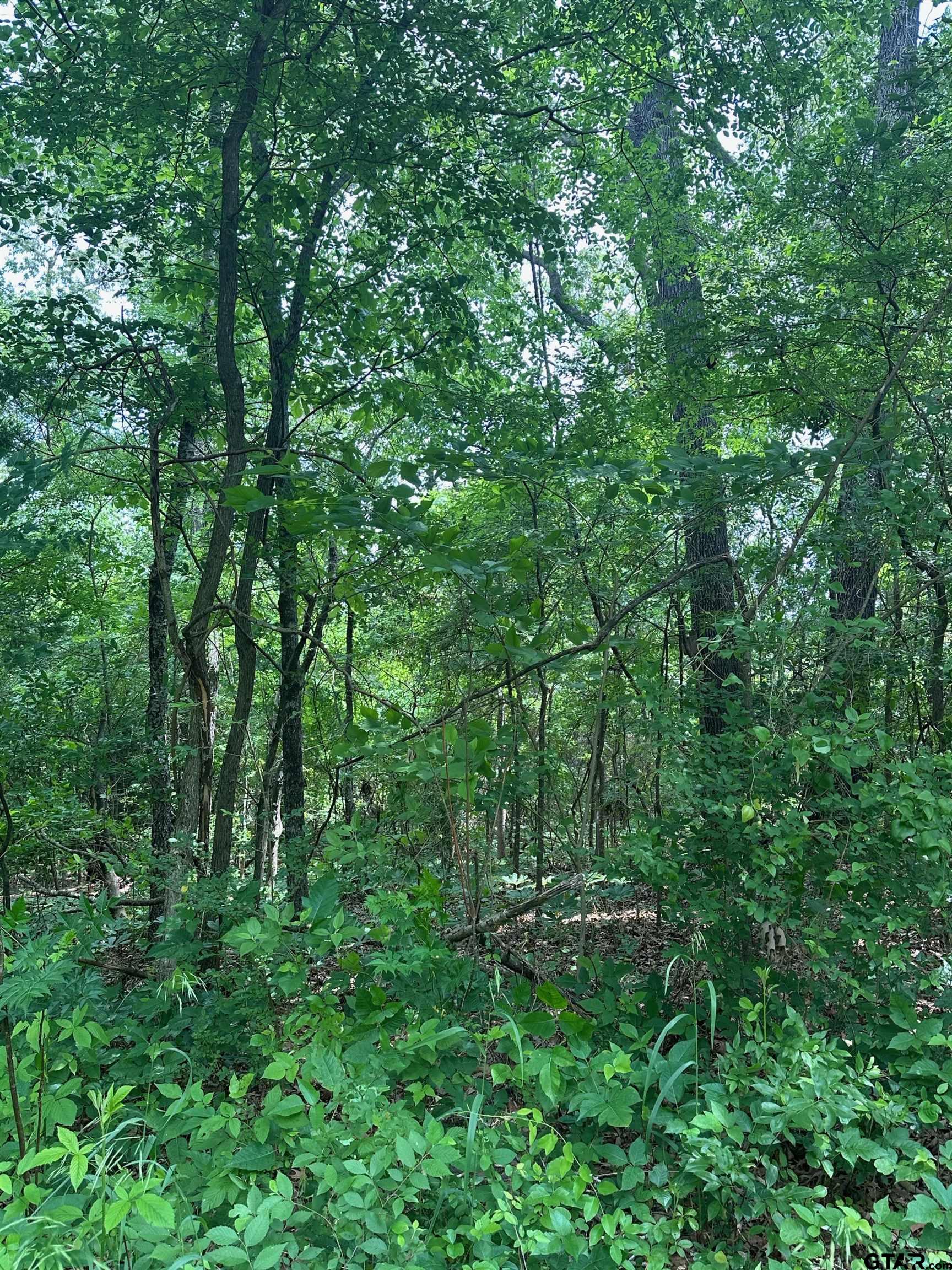 a view of a lush green forest