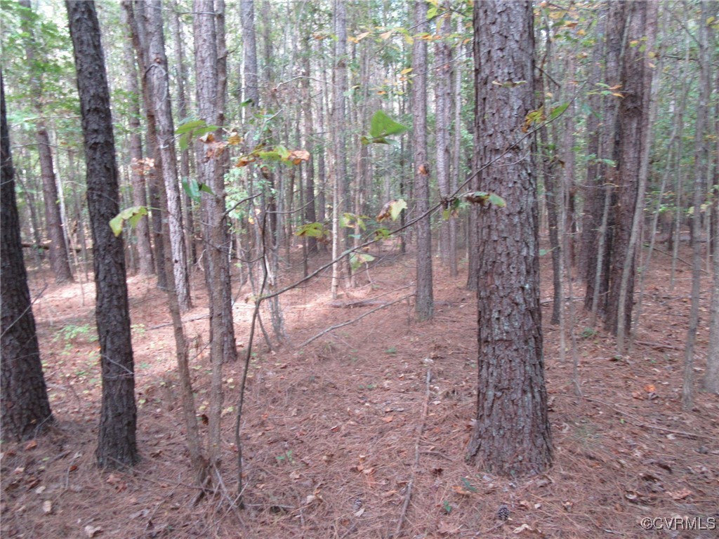 a view of a forest with lots of trees