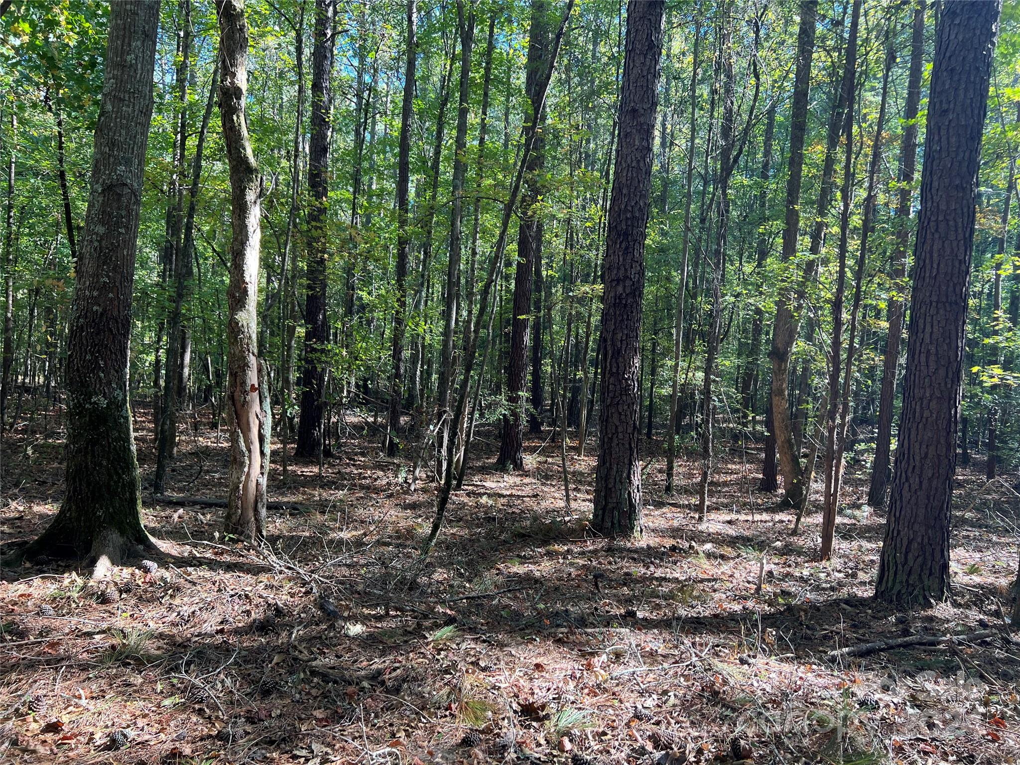 a view of outdoor space with lots of trees