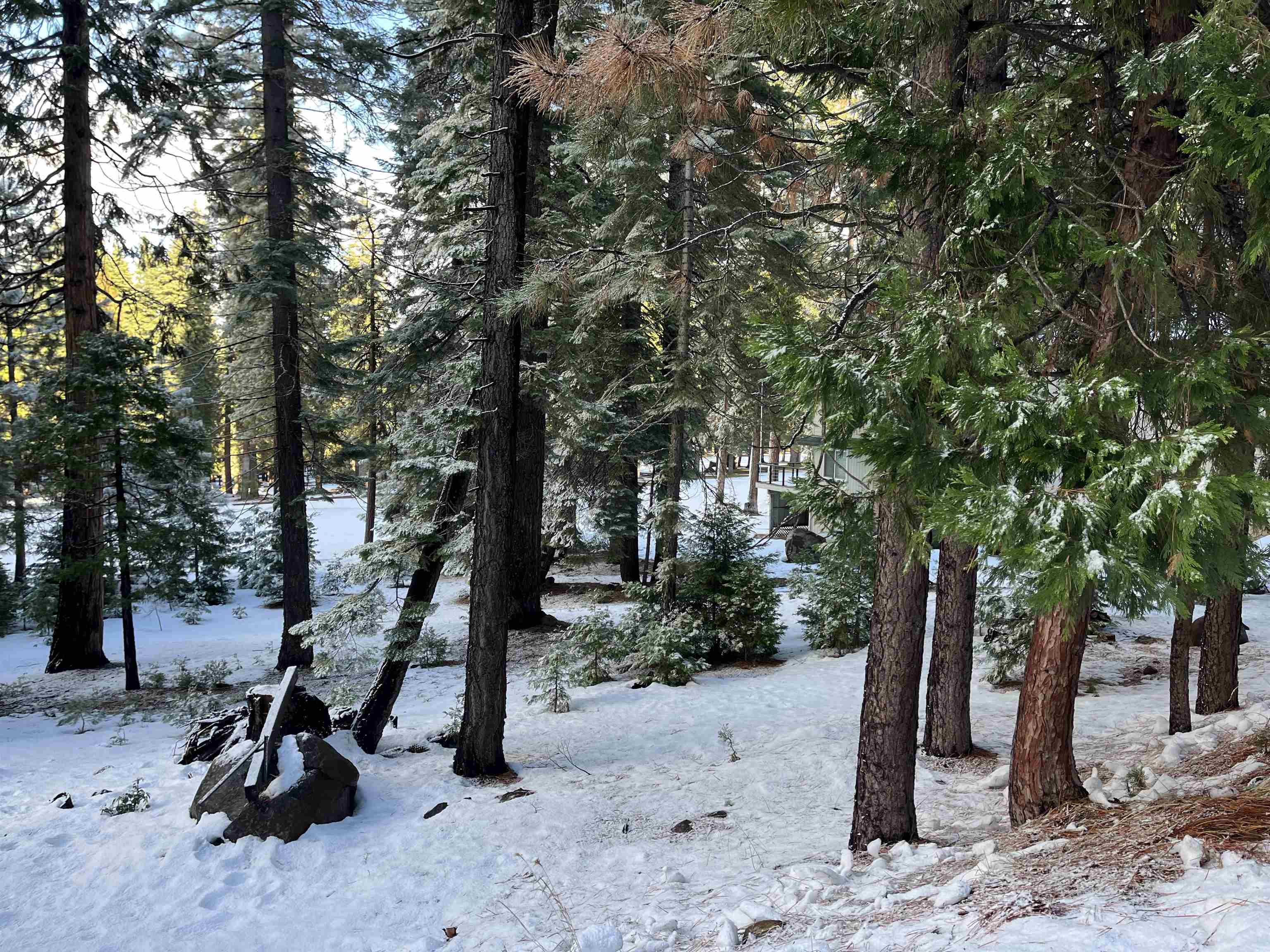 a view of a park with trees