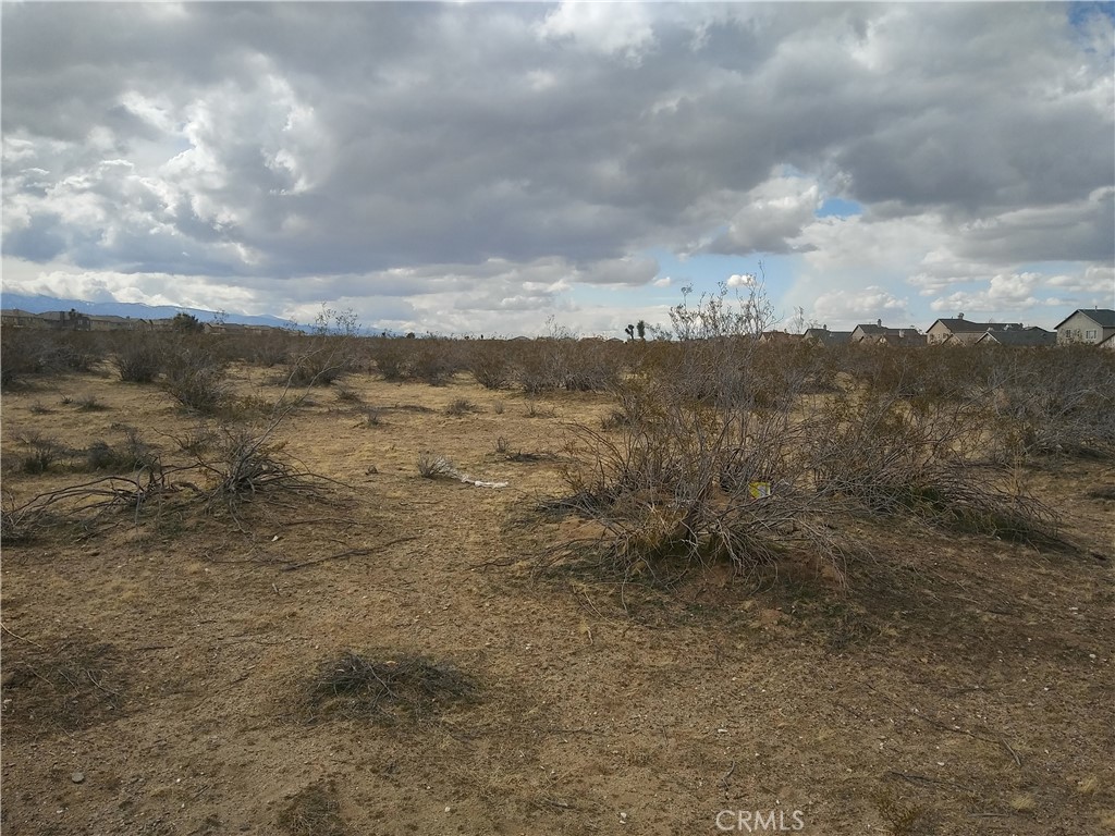 a view of a dry yard with lots of trees