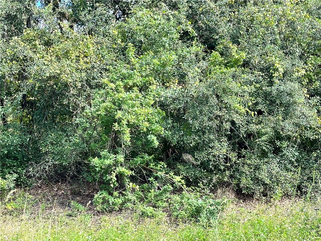 a view of a lush green forest