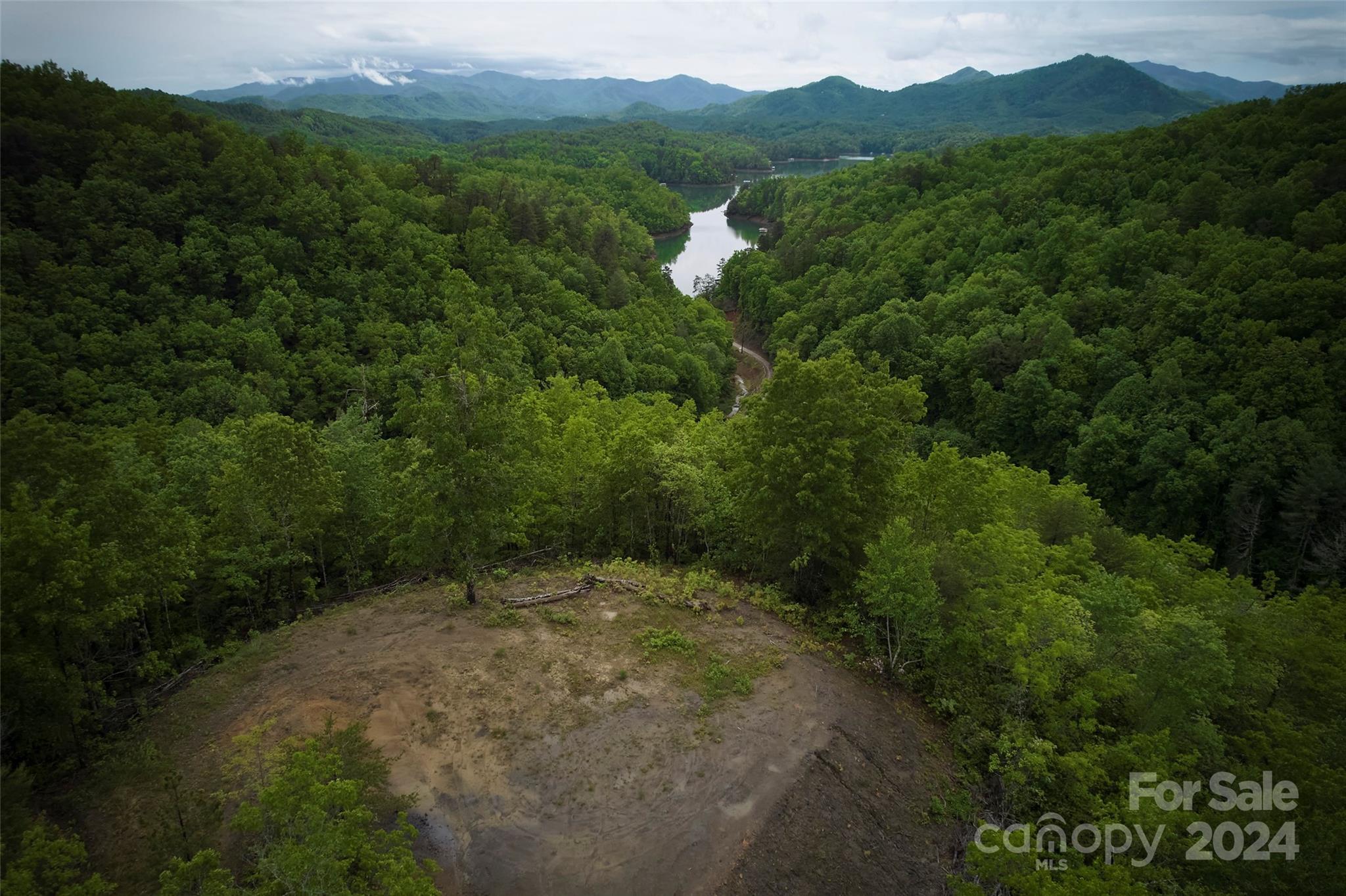 a view of a lush green forest with trees in the background