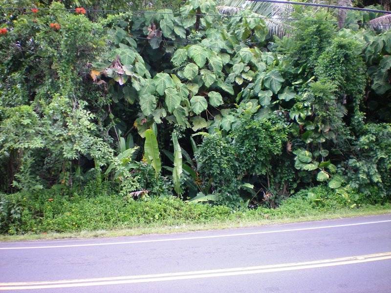 a view of a garden