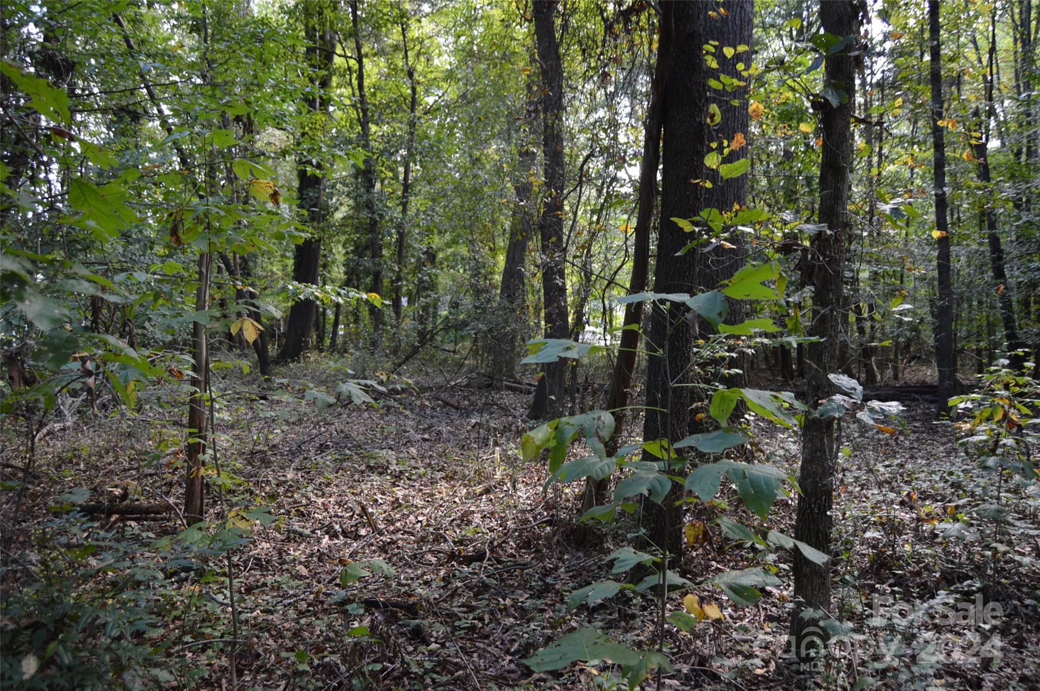 a view of forest