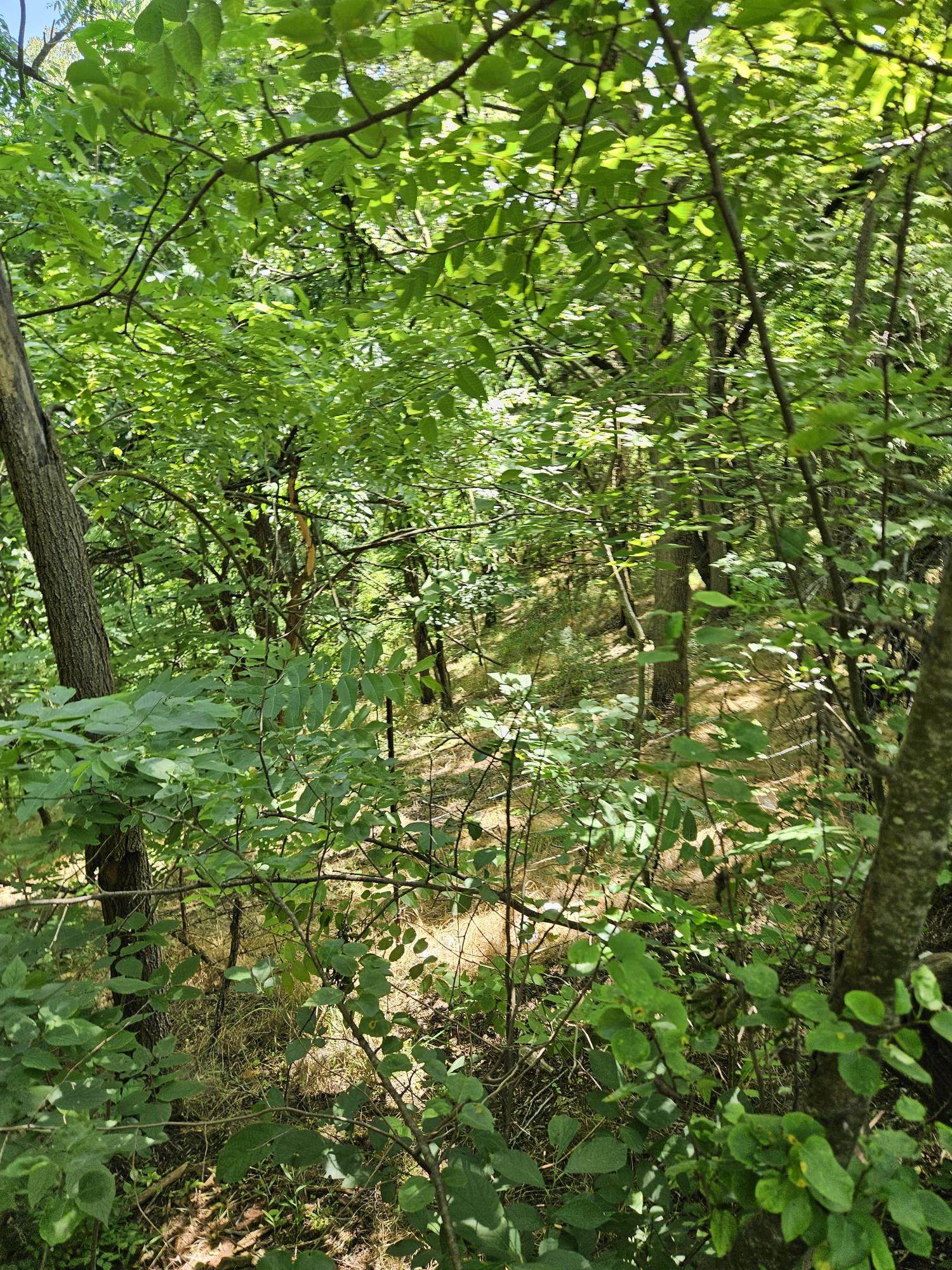 a view of a tree in a yard