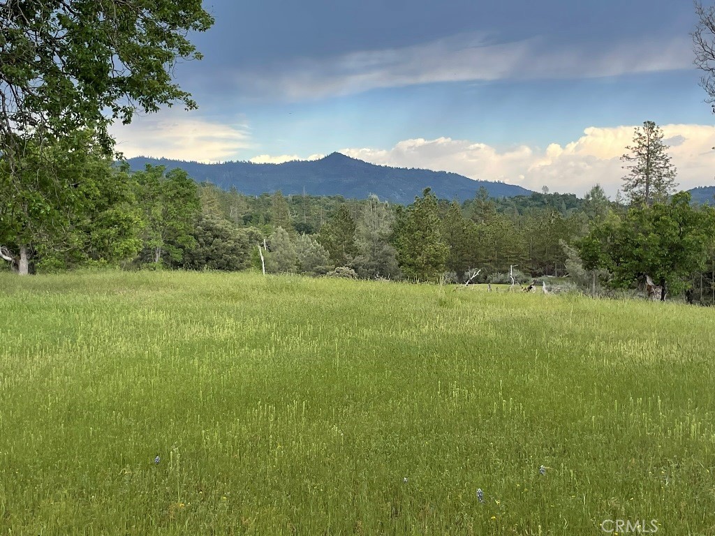 a view of a lush green outdoor space with a mountain