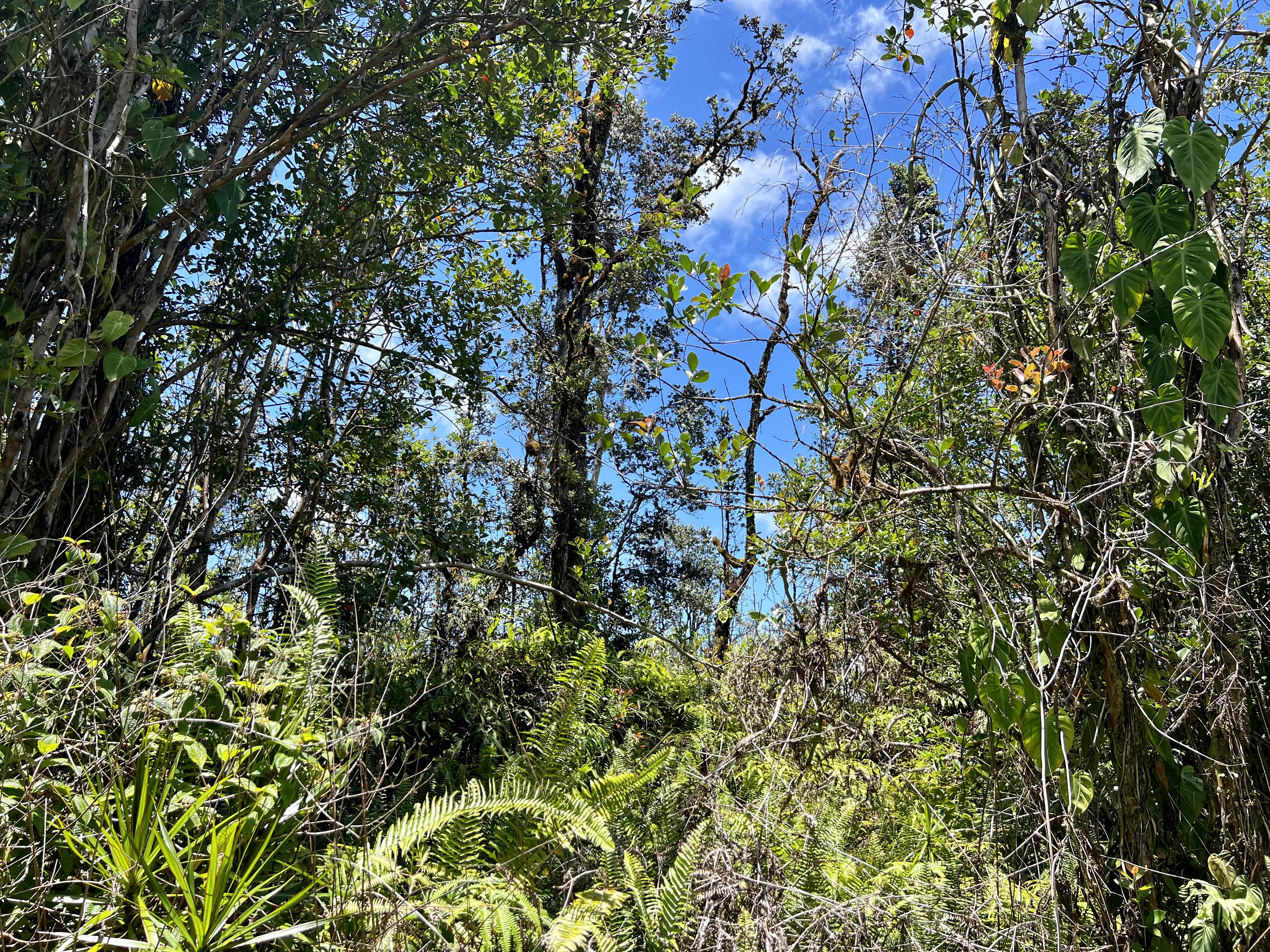 a view of a tree