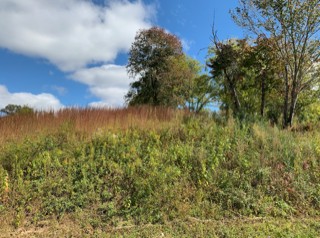 a view of a field of grass and trees