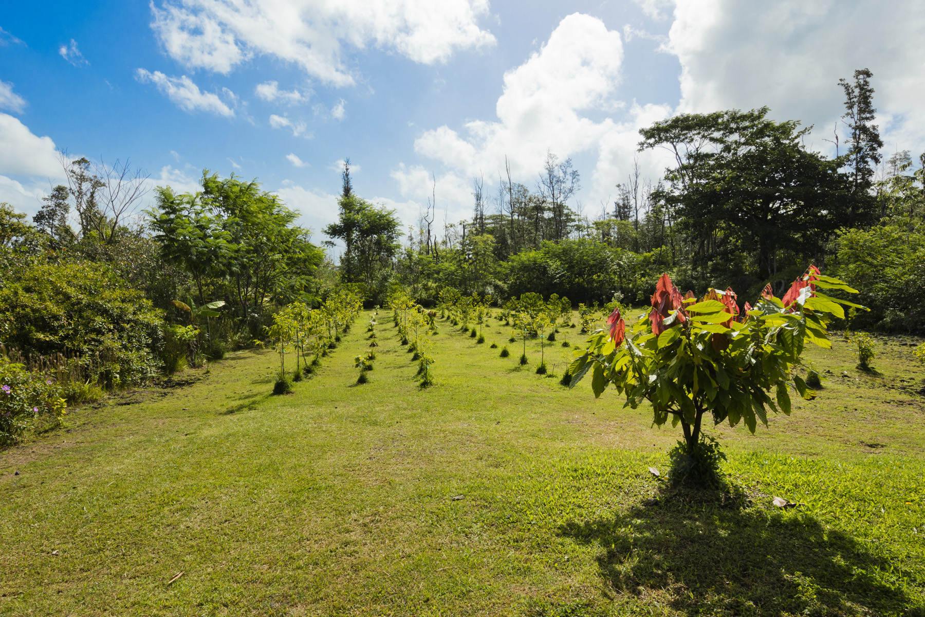 a view of a big yard