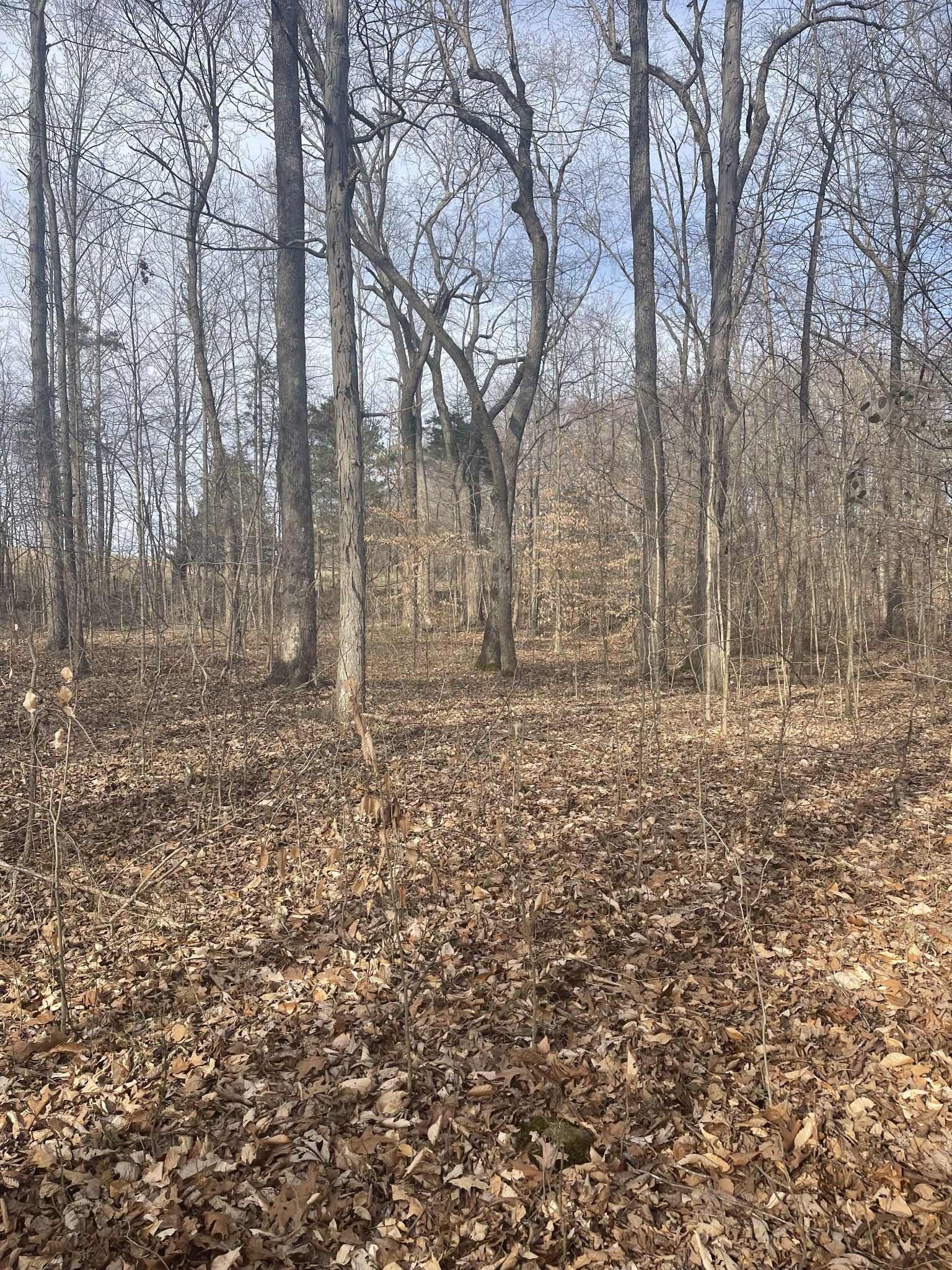 a view of empty room with trees