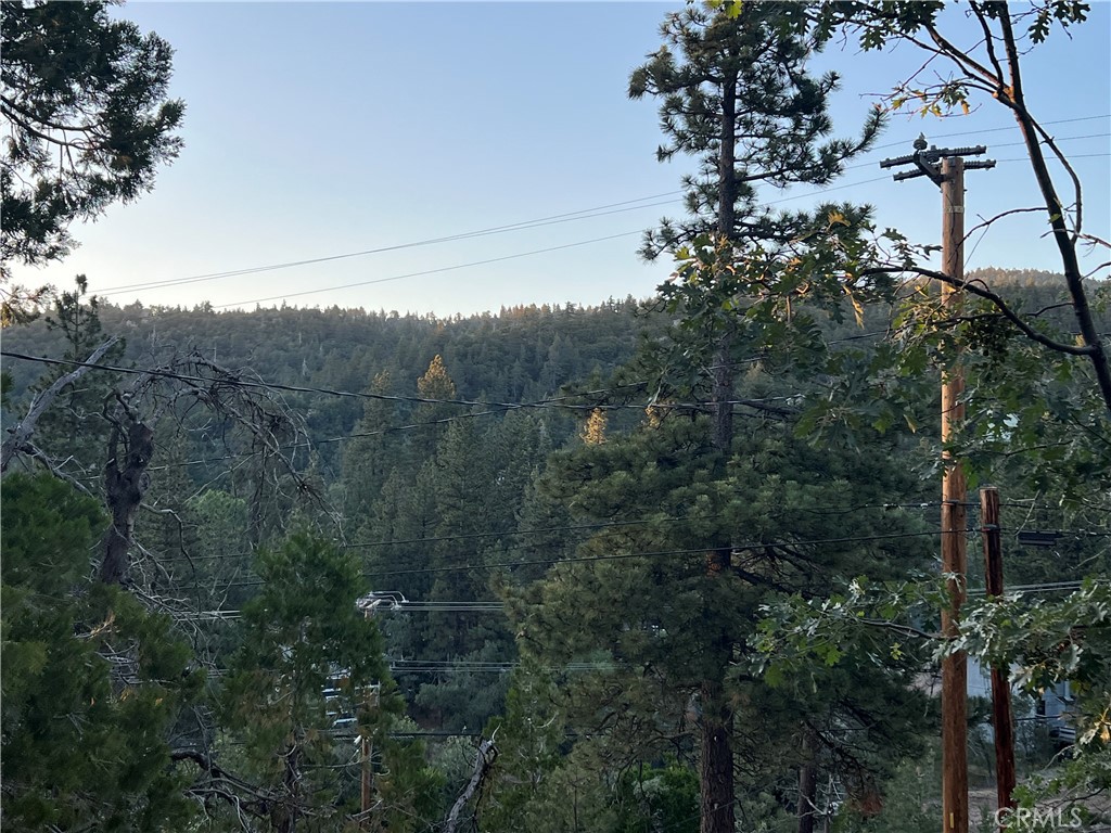 a view of a forest with a tree