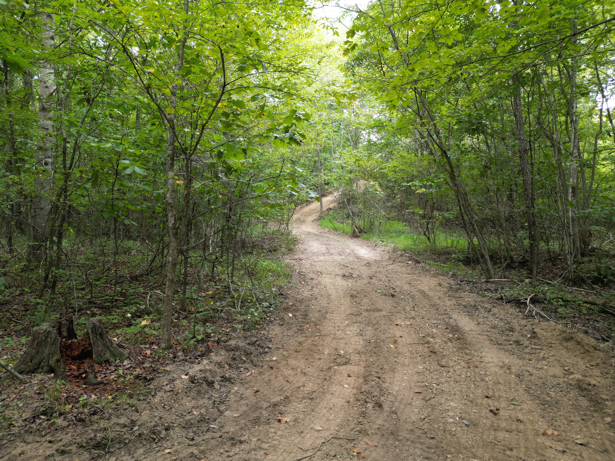 a view of a forest with trees in the background