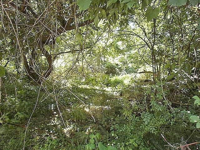 a view of a tree in a yard