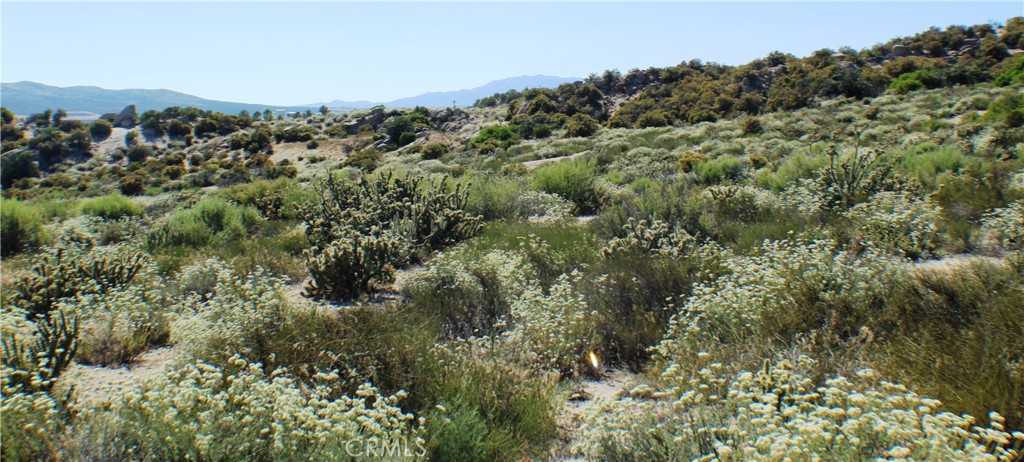 a view of a forest with a forest