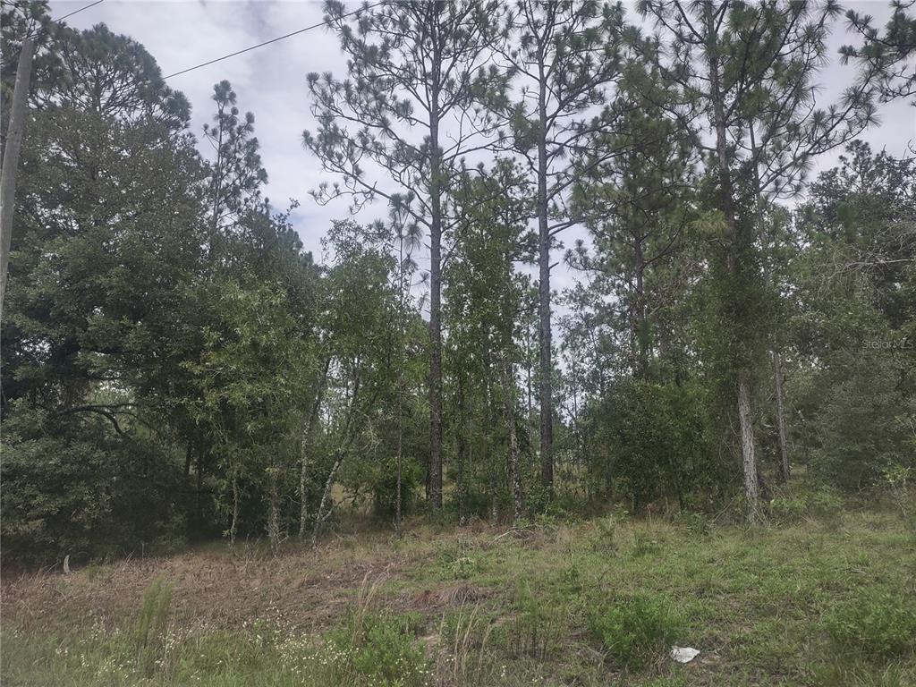 a view of a forest with trees in the background