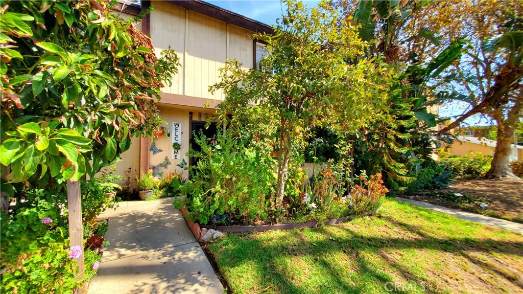 a view of a yard with plants and large trees