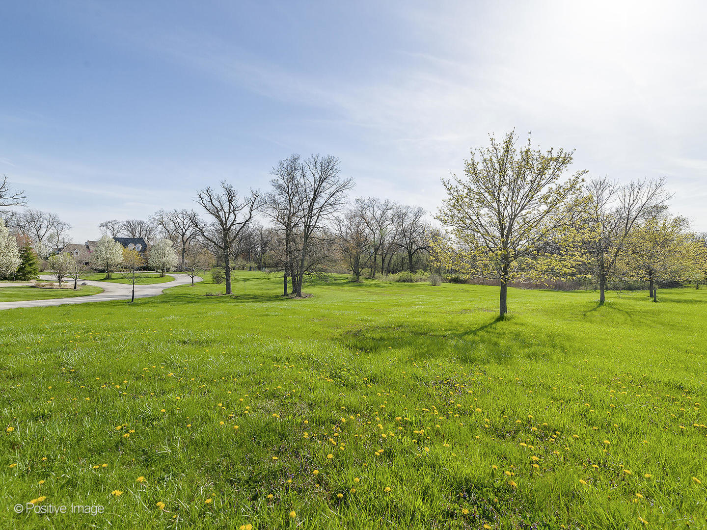 a view of field with tall trees