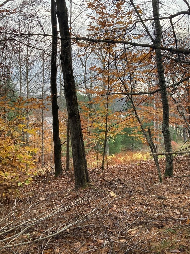 a lake view with a tree