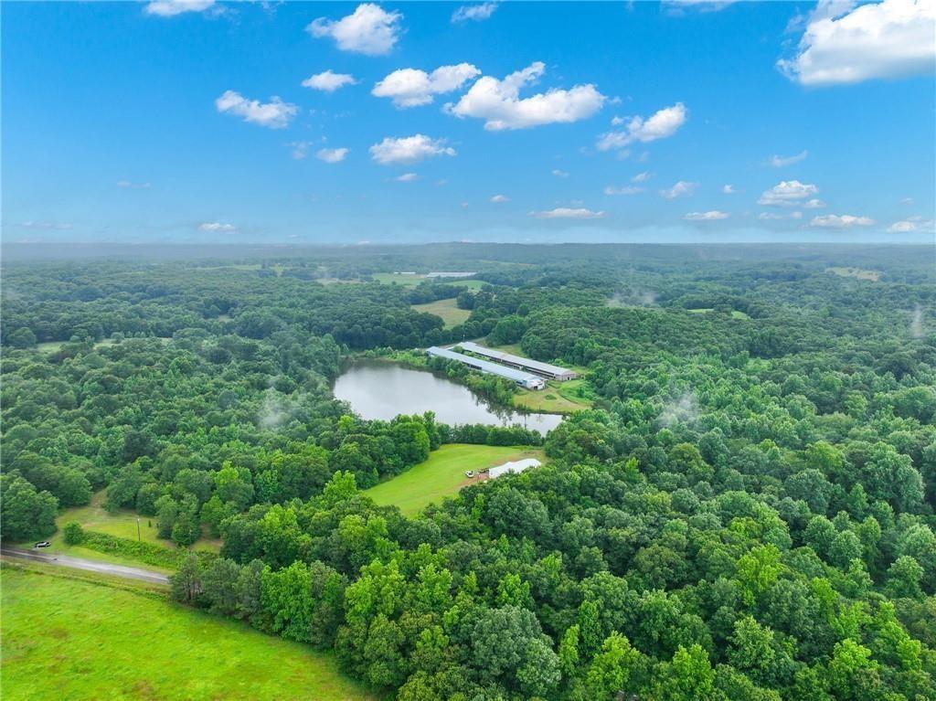 a view of a lush green forest