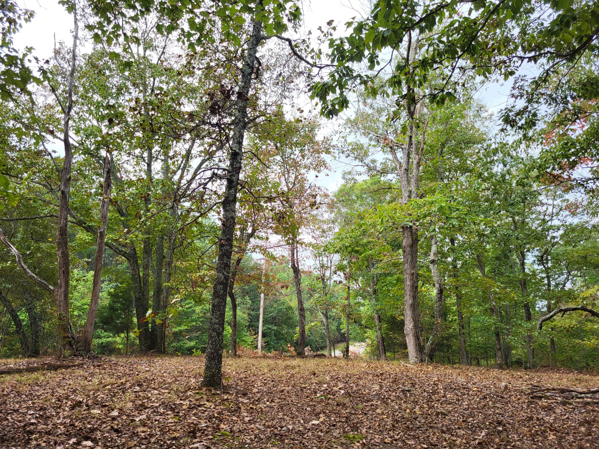 a view of outdoor space and trees