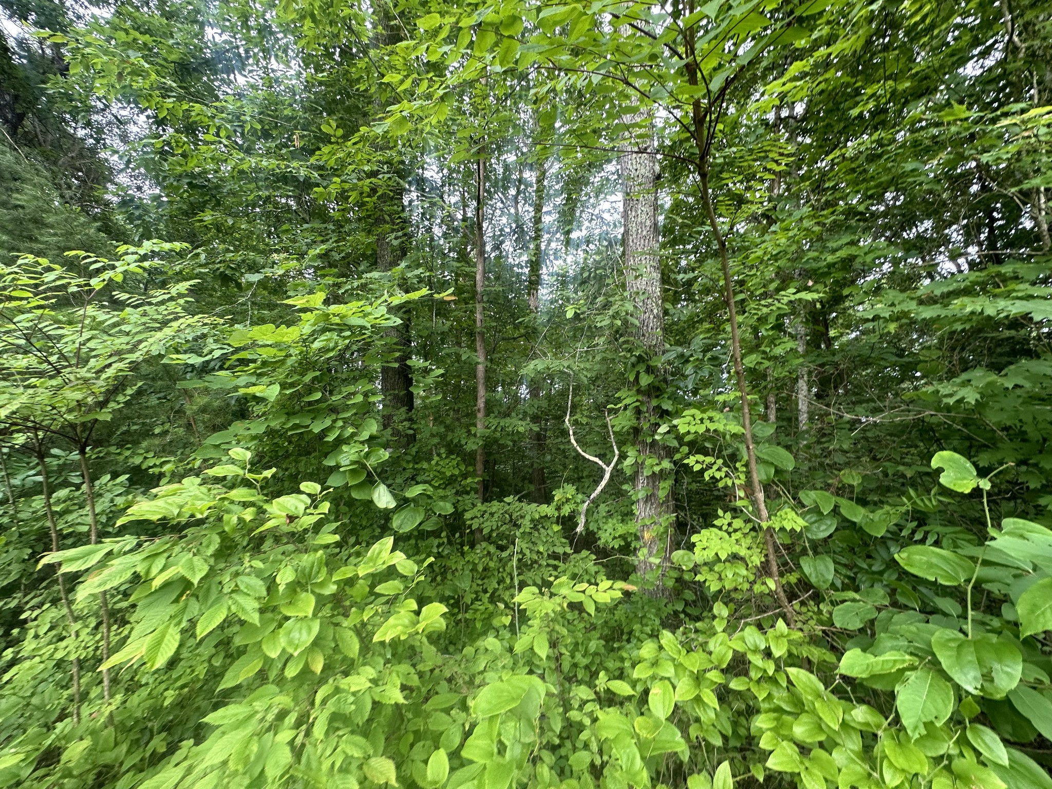 a backyard of a house with lots of trees