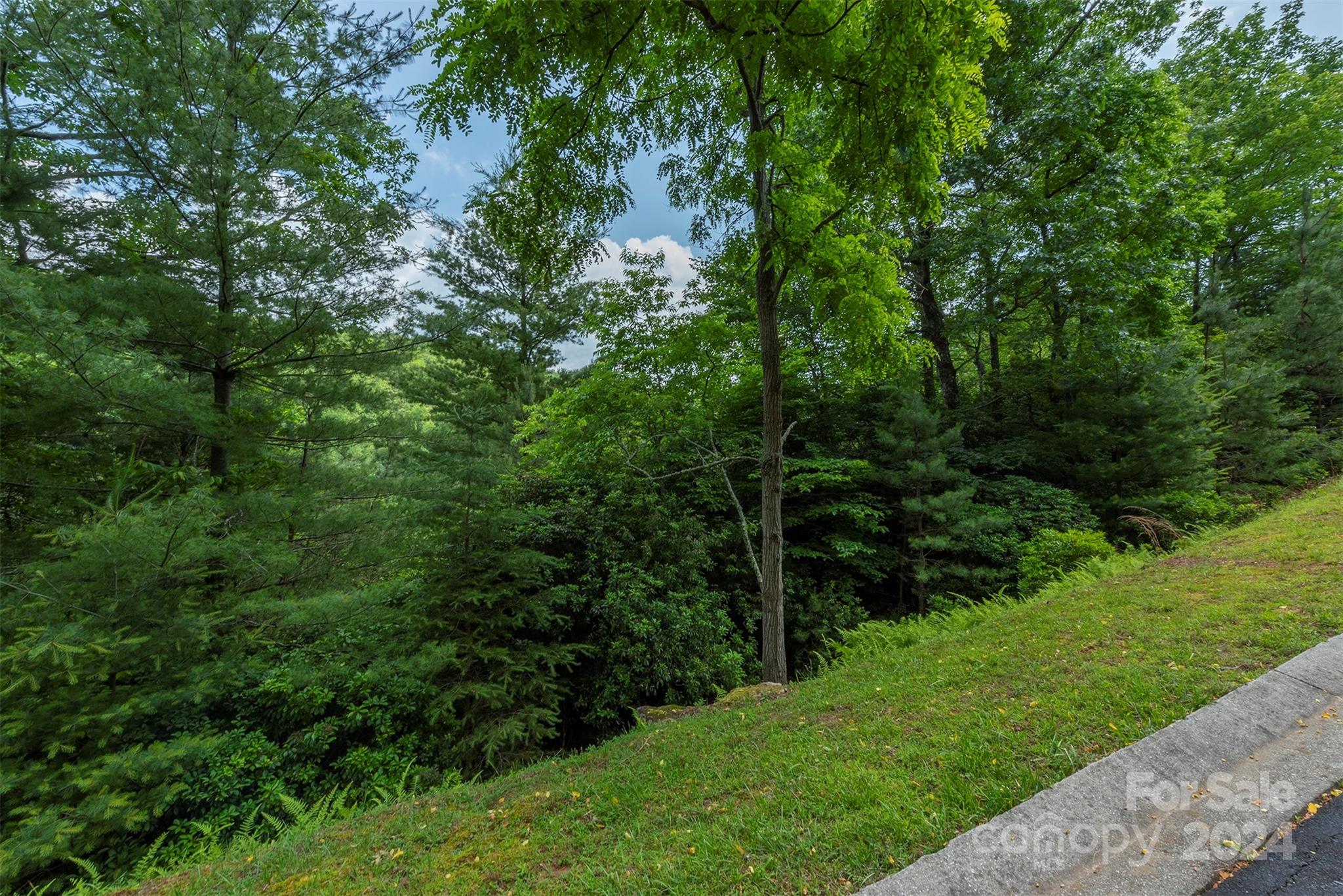 a view of a lush green forest with large trees